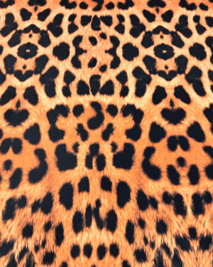 Lycra variante 18